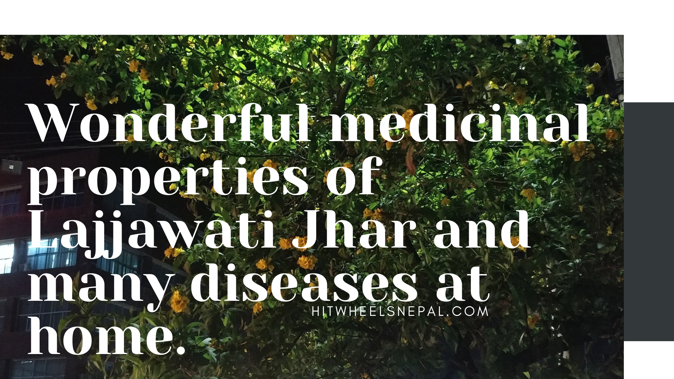 Wonderful medicinal properties of Lajjawati Jhar and many diseases at home.